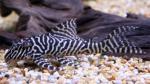  , L-066 (Hypancistrus sp. L-066), M