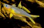  ,  ,   (Pseudomugil furcatus, Popondetta furcata), L