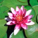  ,    (Nymphaea sp. hort.), M