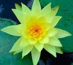    ,    "o " (Nymphaea Joey Tomocik Yellow), M