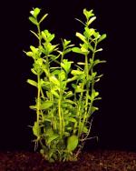  ,   (Bacopa monnieri), M