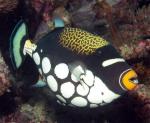  , - (Balistoides conspicillum), M