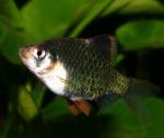   , - (Puntius tetrazona var. "Green", Barbus tetrazona var. "Green", Capoeta tetrazona var. "Green"), XL