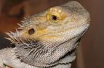   (Pogona vitticeps), L