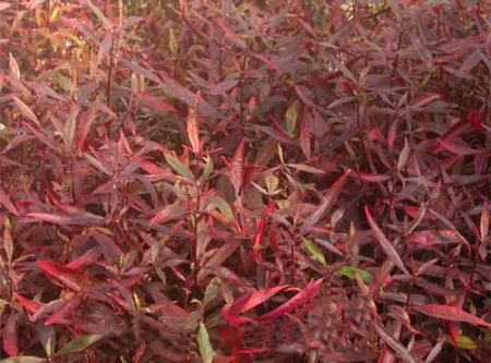  "" (Hygrophila sp. "Red", Nomaphila sp. "Red"), M