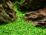   (Glossostigma elatinoides), M  
