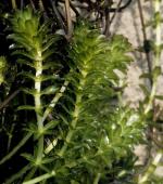   (Hydrilla verticillata, Serpicula verticillata), M