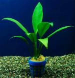  ,   (Anubias lanceolata), M 