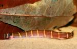   (Pangio myersi, Pangio kuhlii myersi, Acanthophthalmus myersi), L