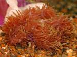   ,   (Heteractis magnifica), M