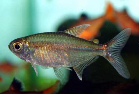   (Hyphessobrycon scholzei), M