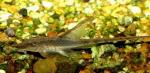   (Sturisoma panamense), XL