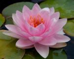   ,   . "" (Nymphaea Rosanna pink), M