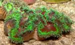   (Catalaphyllia jardinei), S