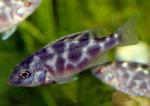 Хаплохромис венустус (Nimbochromis venustus, Haplochromis  venustus), M