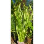   (Vallisneria spiralis var. spiralis, Vallisneria michelii, Vallisneria jacquini, Vallisneria pusilla), M  