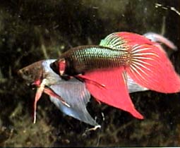 Петушок сиамский, Бойцовая рыбка (Betta splendens var.), L разные - самцы