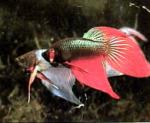  ,   (Betta splendens var.), L  - 