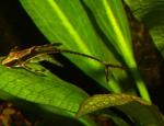  (Sturisoma sp.), XL