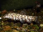   (Botia lohachata), M