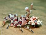 -  (Hymenocera picta), M