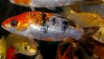 -  (Cyprinus carpio var.), L