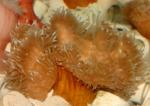  ,  (Heteractis crispa), M