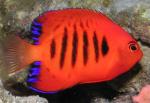  ,   (Centropyge loricula), S