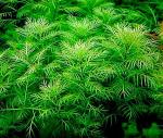    (Myriophyllum matogrossense "Green"), M