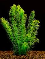  ,   (Egeria najas), M