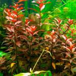   (Ludwigia glandulosa, Ludwigia cylindrica, Ludwigia heterophylla, Jussiaea brachicarpa), M