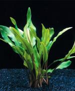   ,   (Cryptocoryne walkeri, Cryptocoryne lutea), M  