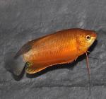   (Colisa labiosa), L 