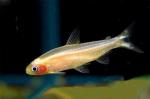   (Hemigrammus rhodostomus var. gold), M