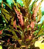   "" (Cryptocoryne wendtii var. "Brown"), L  