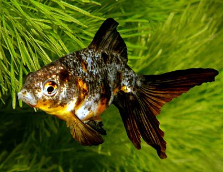   (Carassius auratus var.), XL