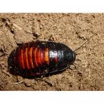    (Gromphadorhina portentosa), M