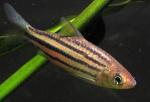   (Puntius lineatus var.), L
