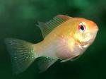   - , -  (Microgeophagus ramirezi var., Papiliochromis ramirezi), M