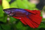   "" (Betta splendens var. "Super Delta"), M - 