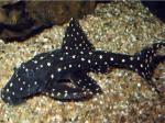   (Acanthicus adonis), L