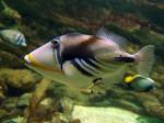   ,  (Rhinecanthus aculeatus), S