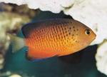  ,   (Centropyge ferrugata), M