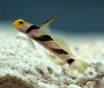 - ,  , - (Stonogobiops nematodes), M