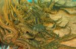 - (Ophiocoma sp.), M