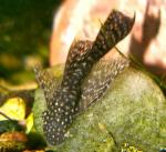    (Ancistrus dolichopterus), S