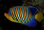  ,   (Pygoplites diacanthus), M