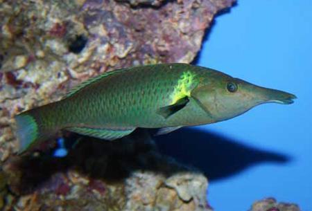 Губан-бекас, Рыба-бекас (Gomphosus varius), M самец