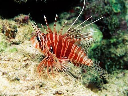  , -,    (Dendrochirus zebra), S