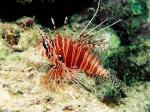  , -,    (Dendrochirus zebra), S